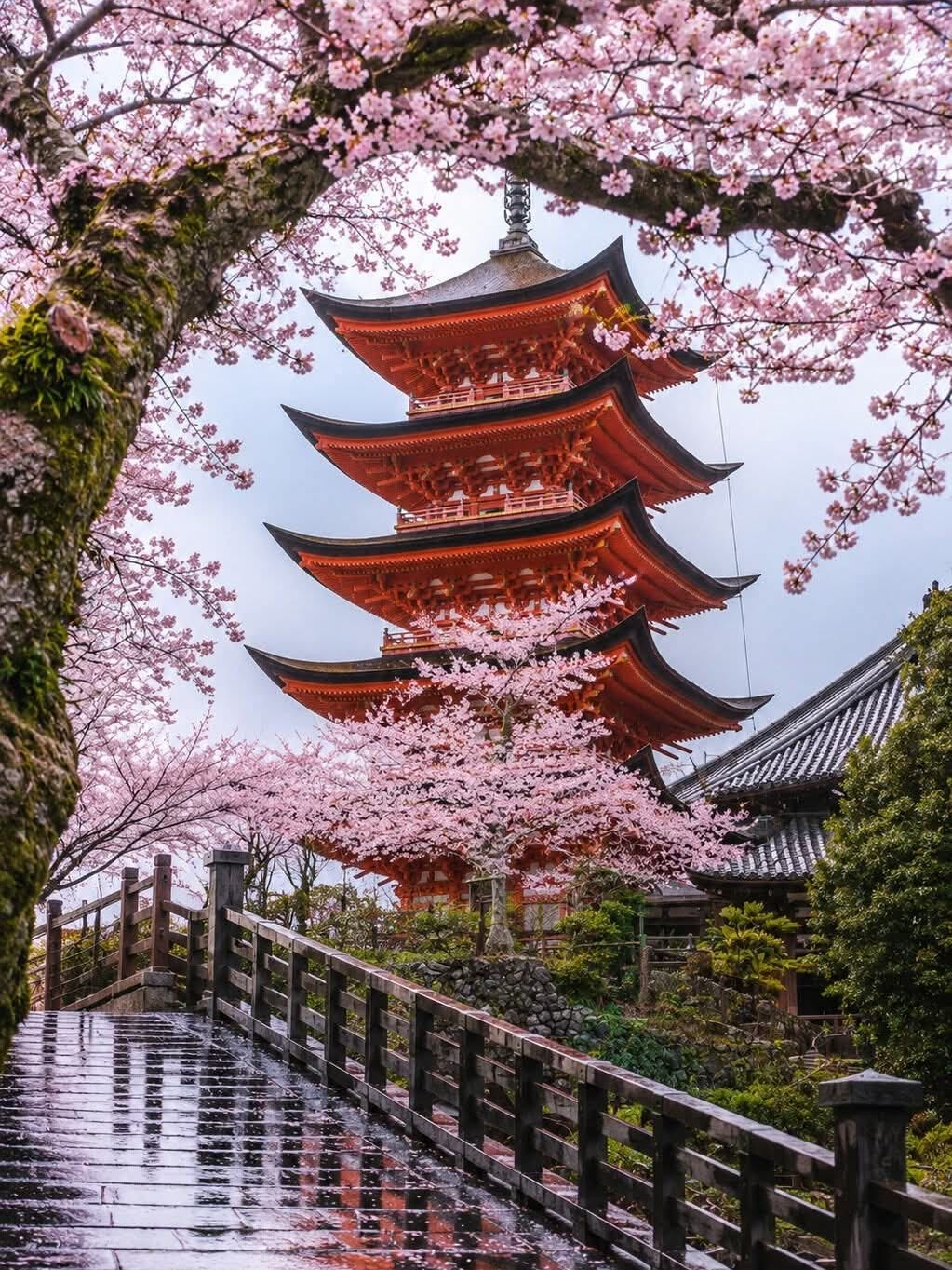 천본앵(千本桜), 쏟아지는 벚꽃들. 대표 이미지