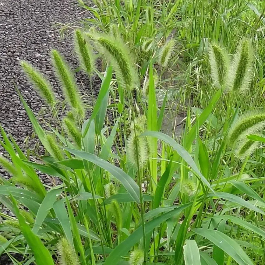 rainu의 たまに生えてる草