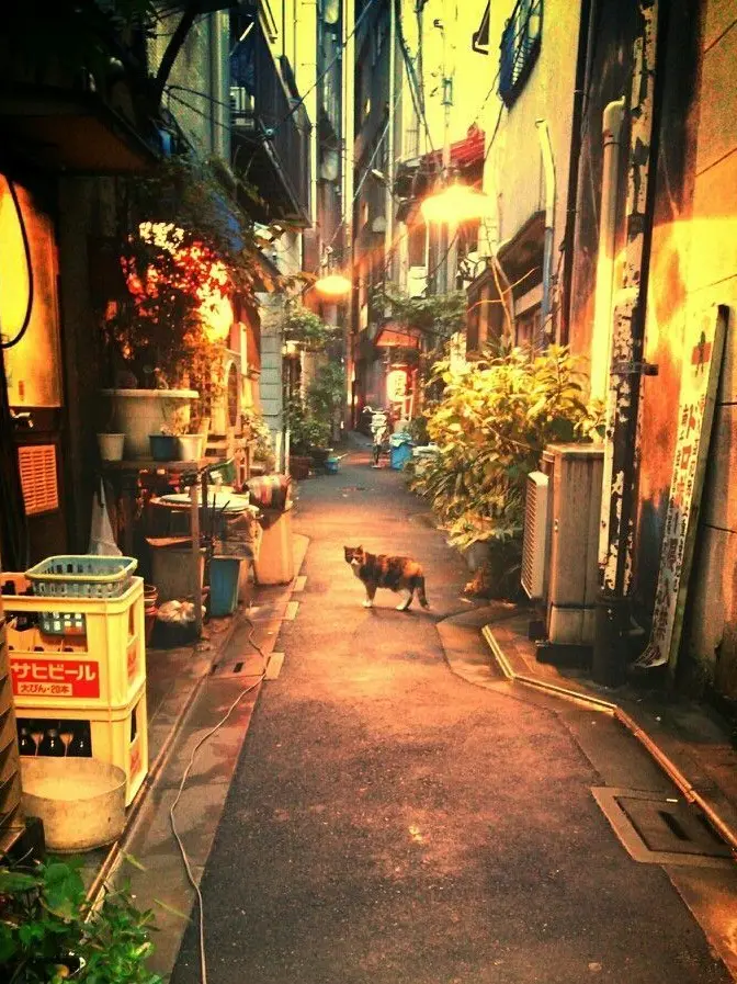 CoarseLoach7965의 大谷ハウス