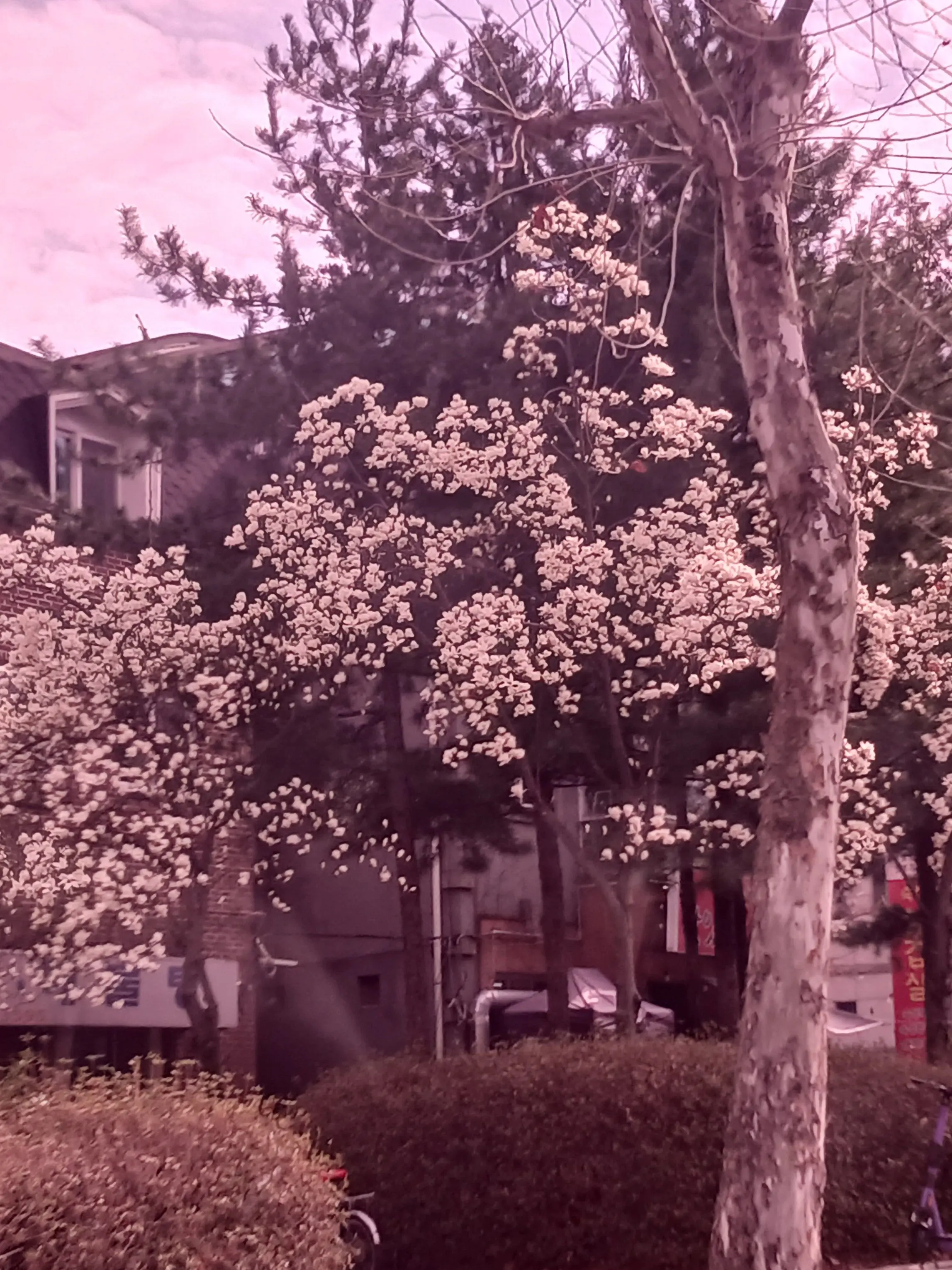 louisLOVEEEEEE의 좀비고