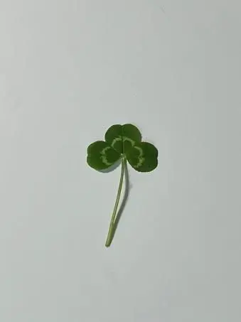 PointySwab7401의 일진에게 찍혔을때