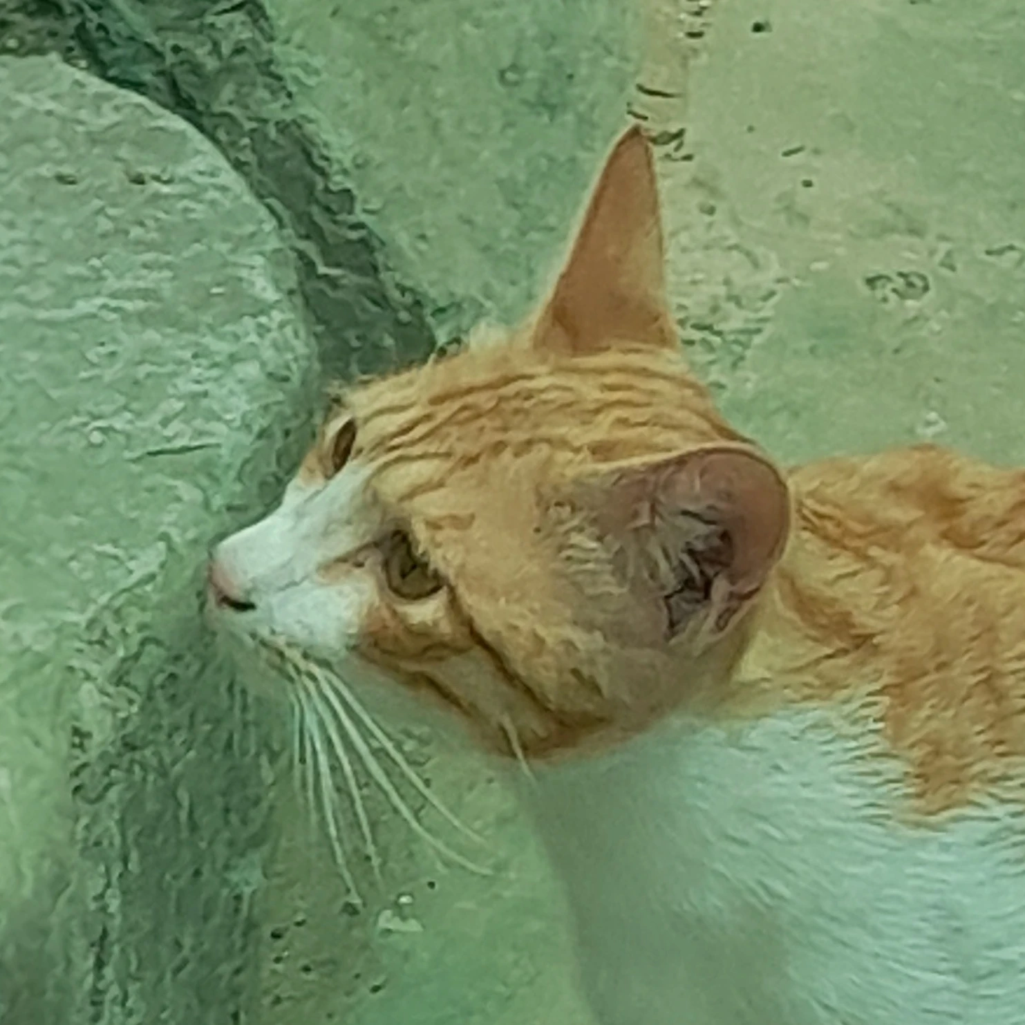 이다윗