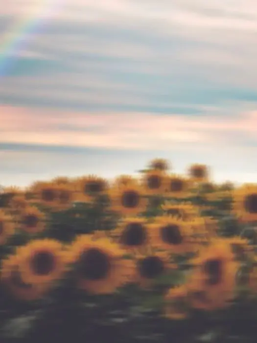 Liden_A.U.K의 Even if I Become a Sunflower Again🌻