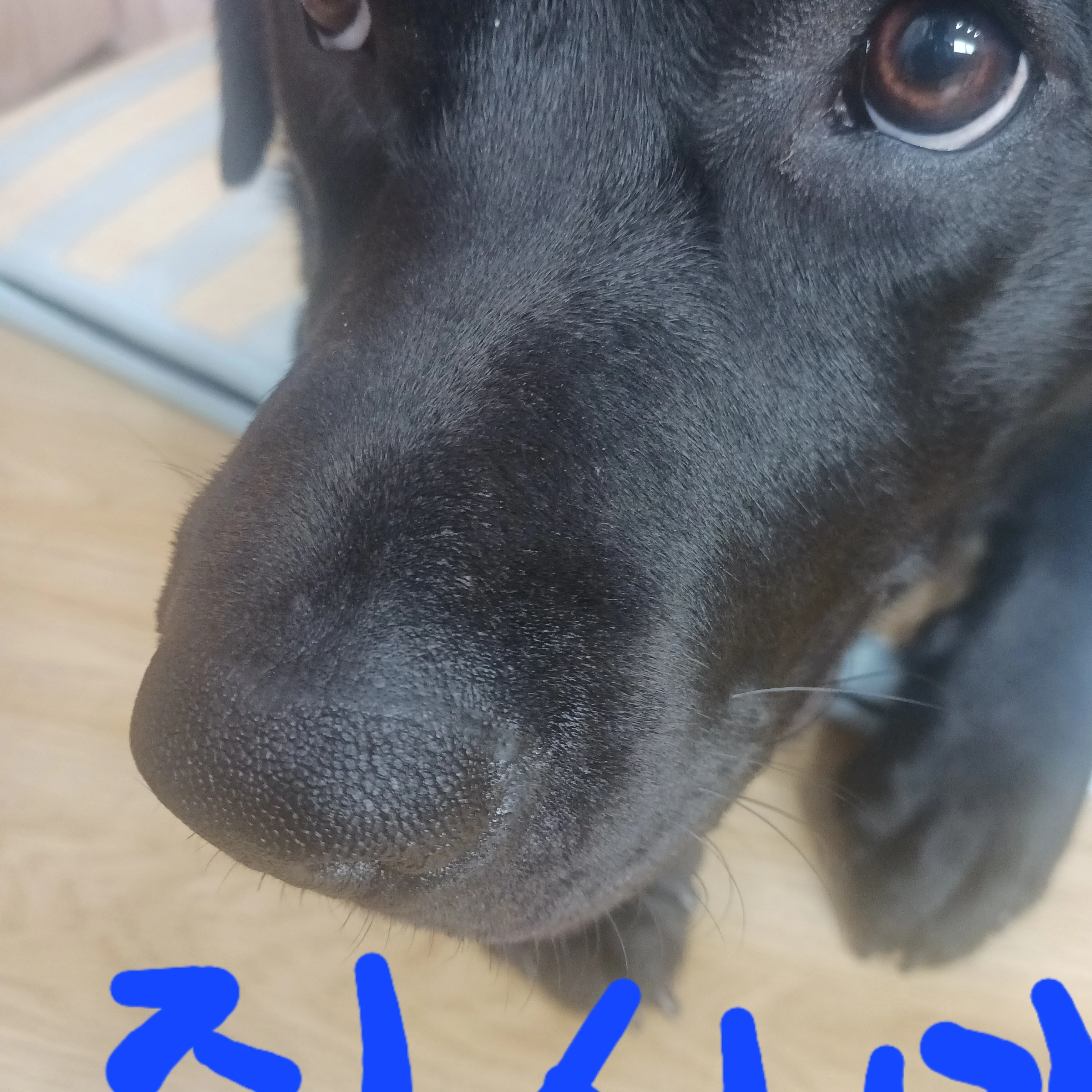 루시코키