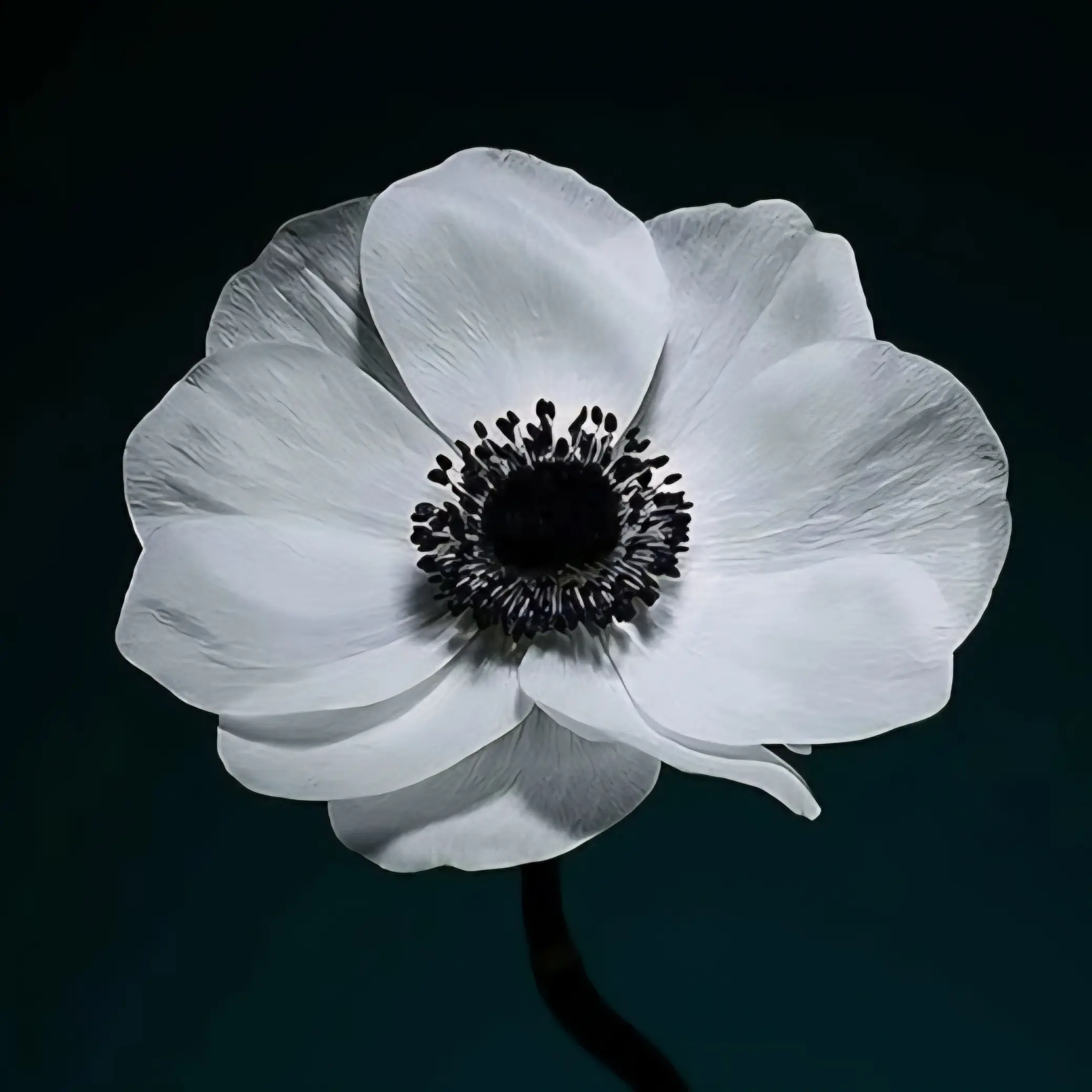 untitled0000의 아네모네
