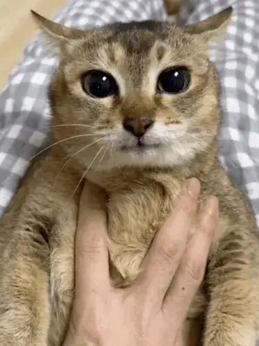 AngelWingszzz의 Cat