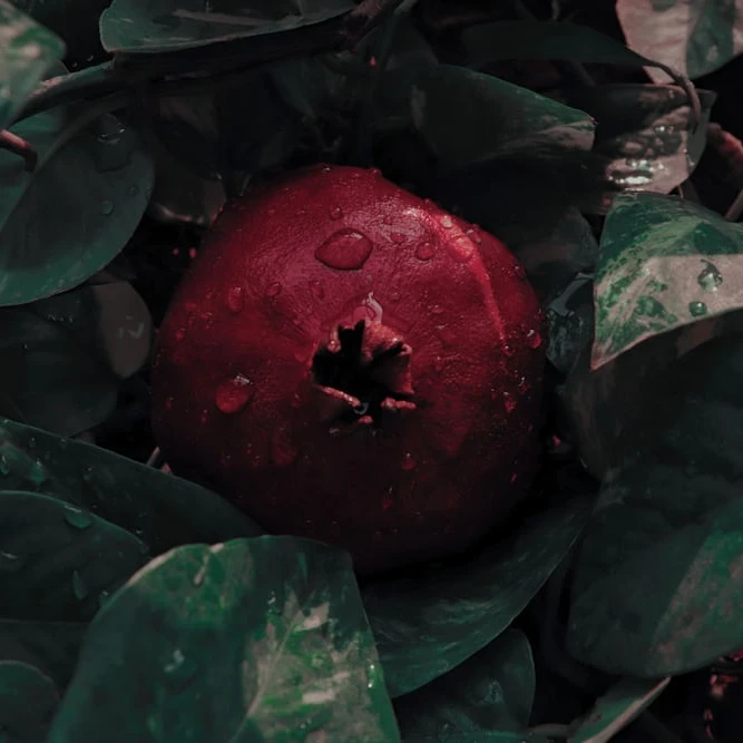 🍎