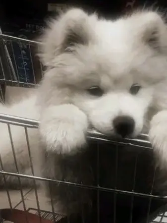 TartDebit3622의 Dandys block favorite little pup