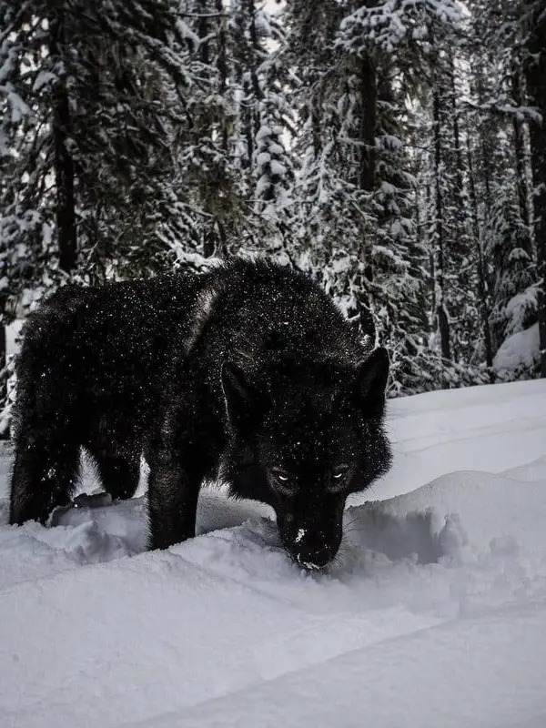 I_said_I_was_random.의 Tf141 - Dire Wolf