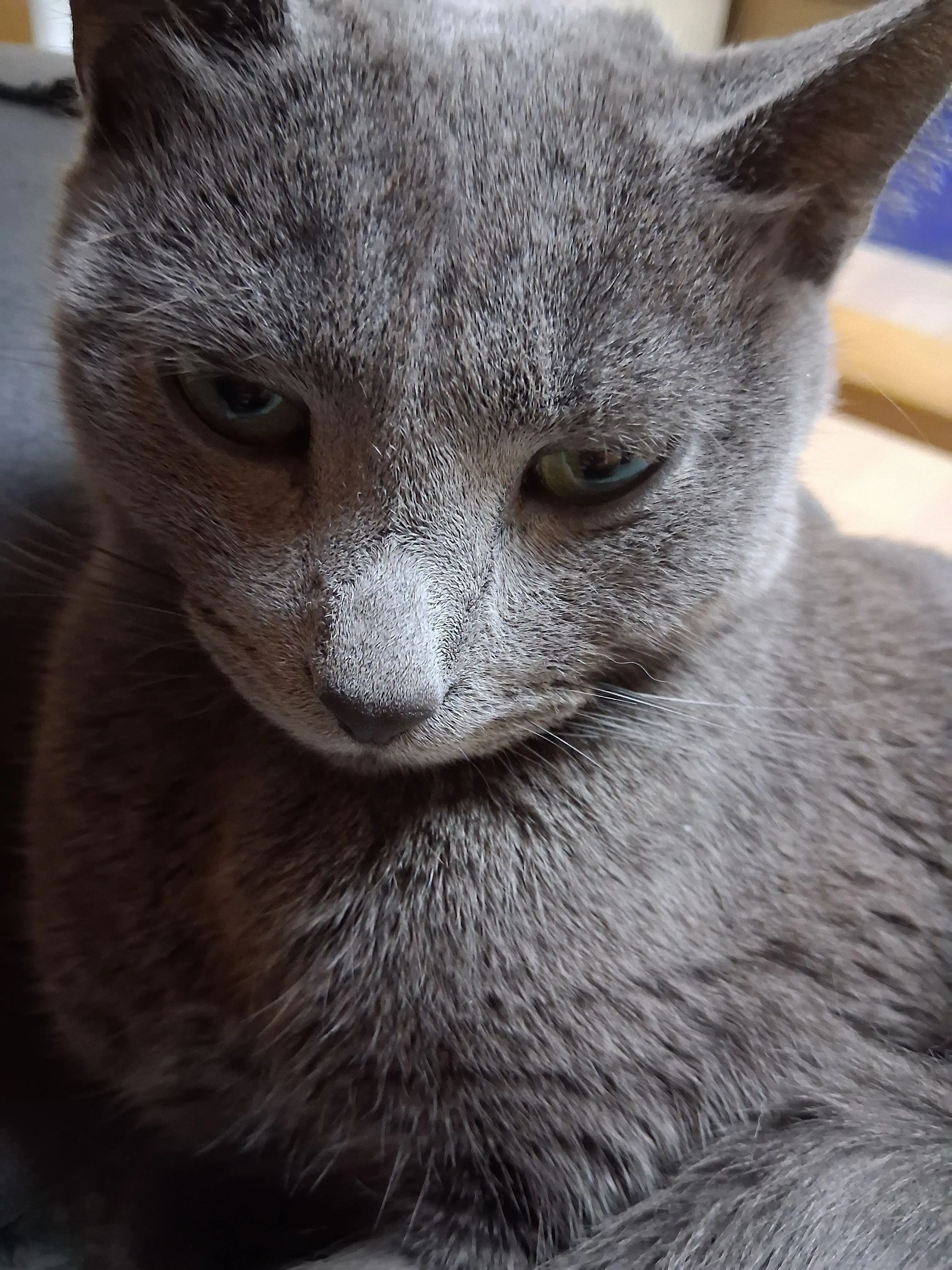 boreum1004의 토끼