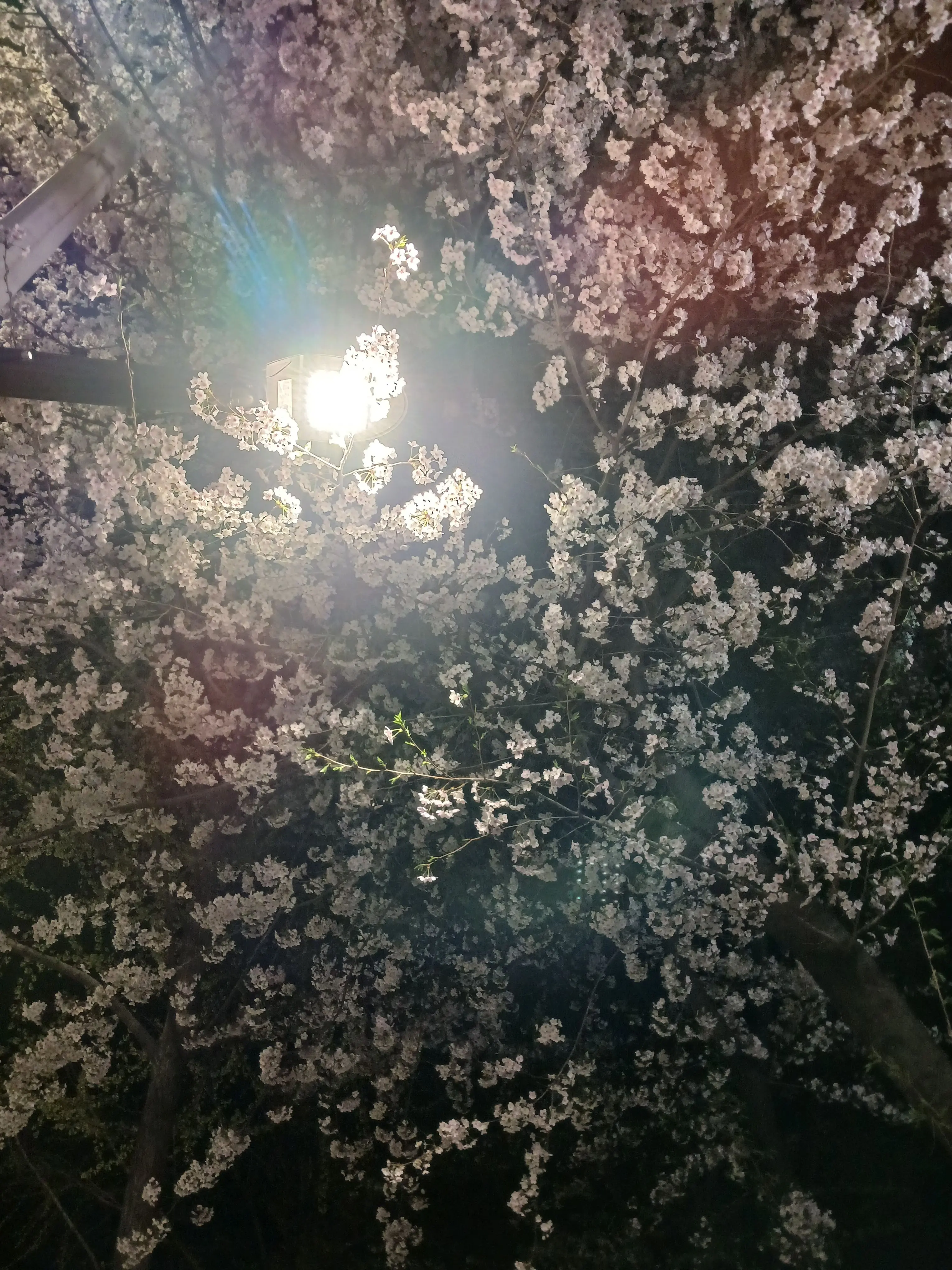 Ilovegenshin의 너의 '꽃'이 보기 싫어서.