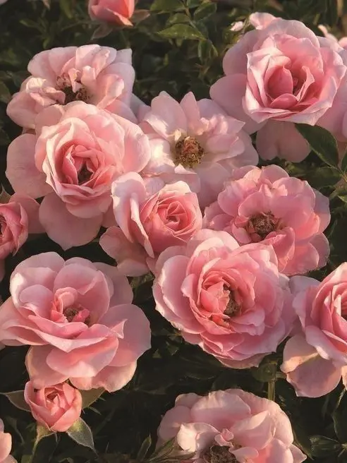 C_bal.의 保科 宗四郎