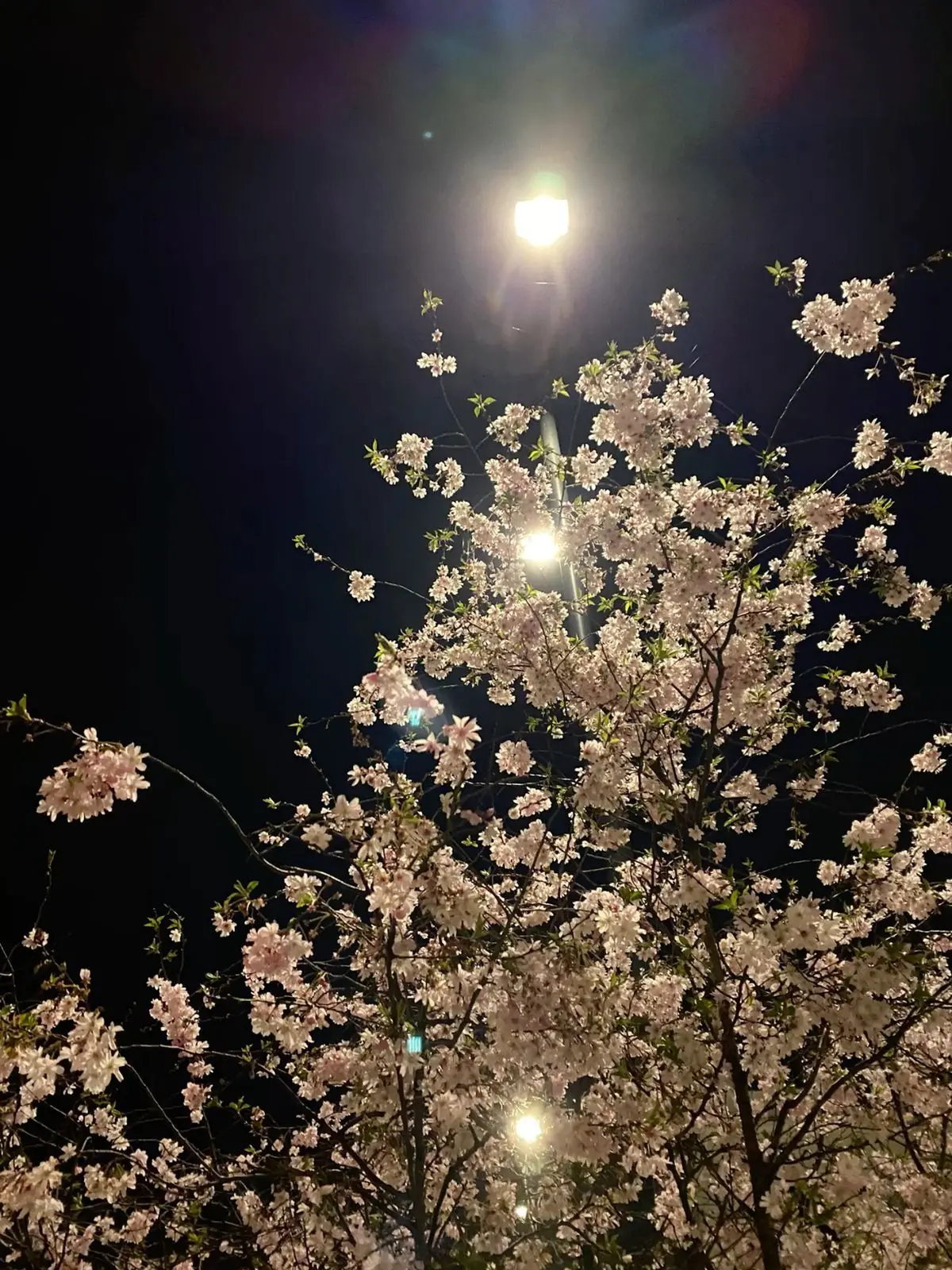 Cherrybong2의 난춘(亂春)