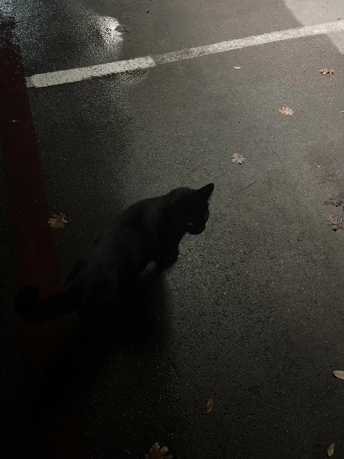 NeatBog9001의 The Black Cat in the Next Seat