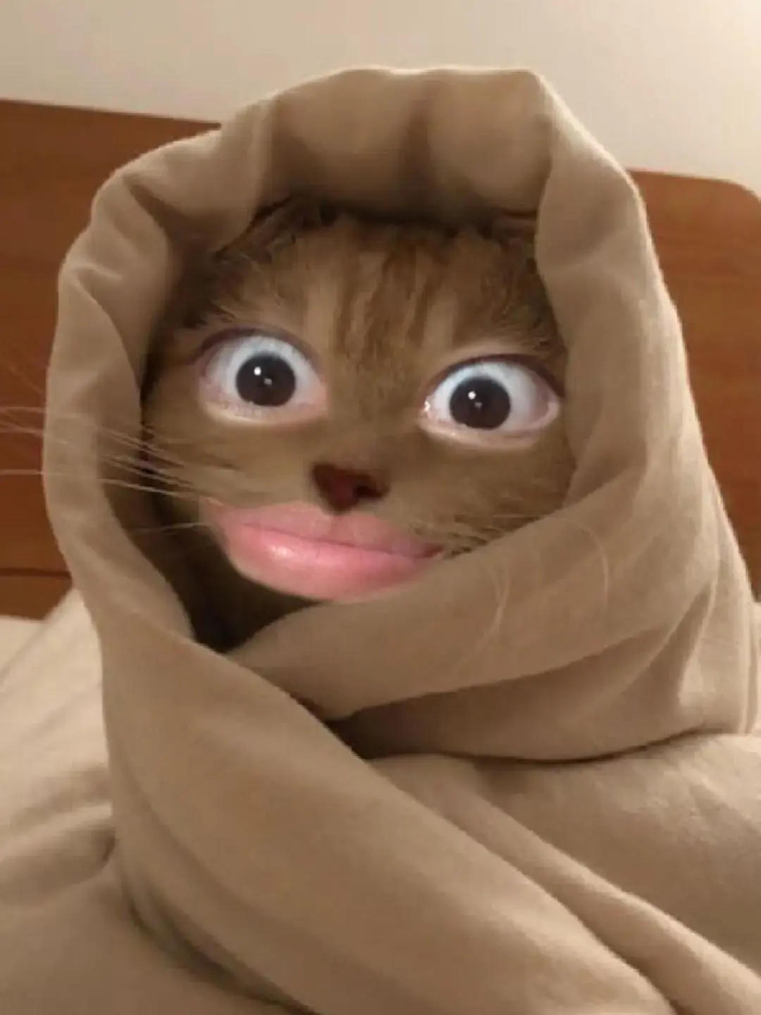 RelishDaisy6757의 Annoying Cat