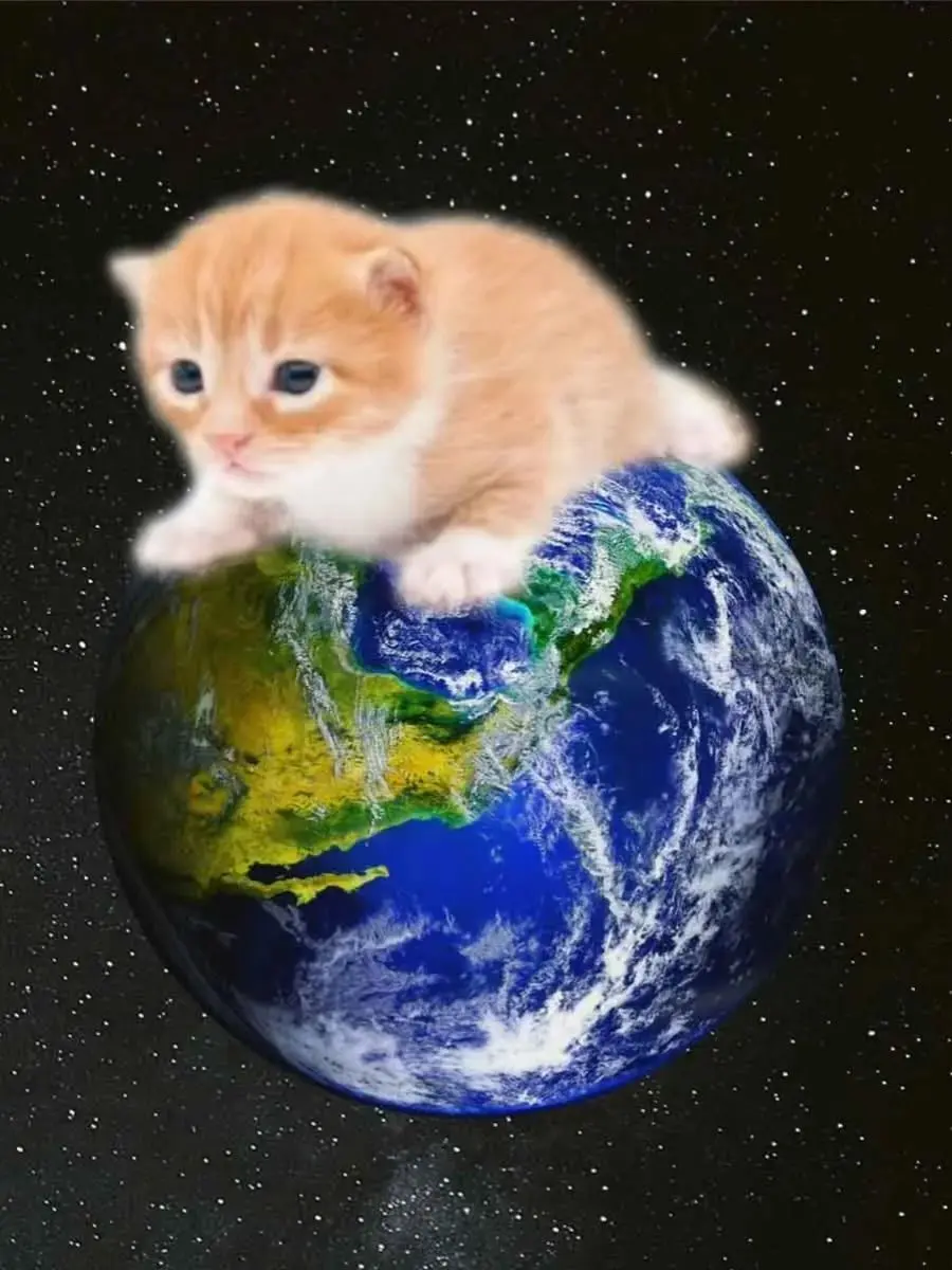 Otako123의 可愛い子猫