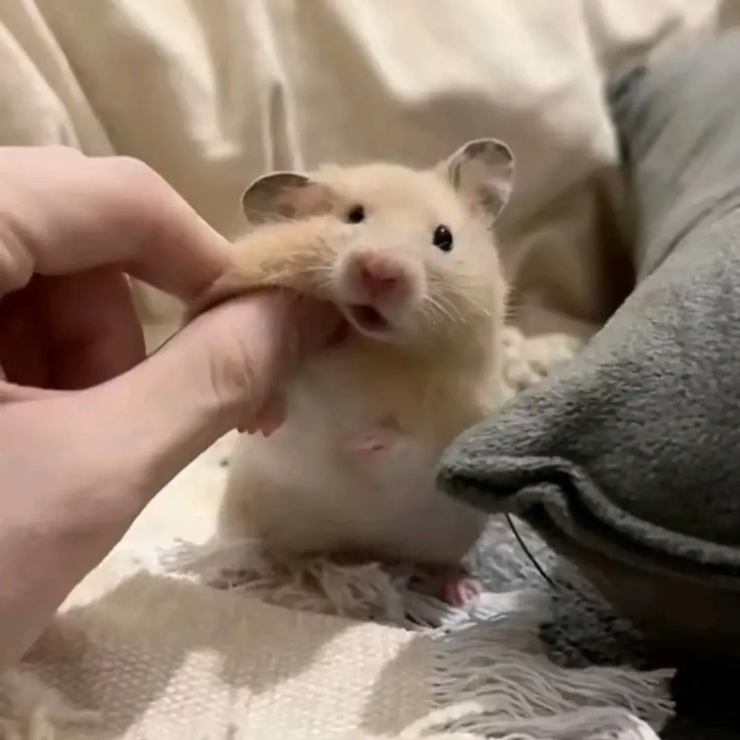 12341235000의 작_전_명 순_정