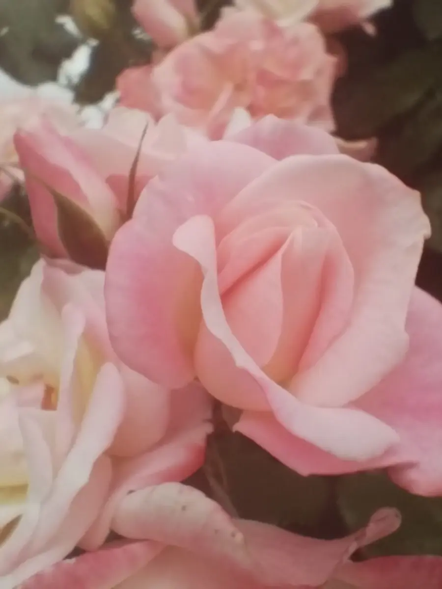 -itm-의 💐　僕だけのお花