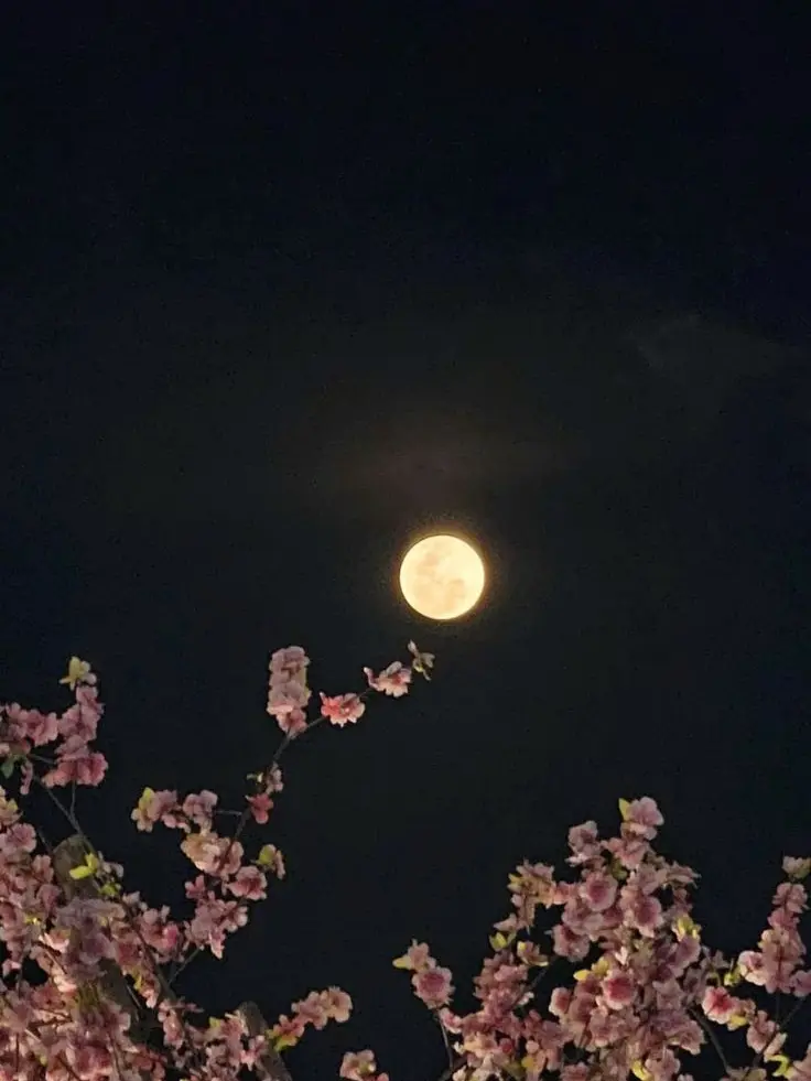 sazxn1_의 오시온