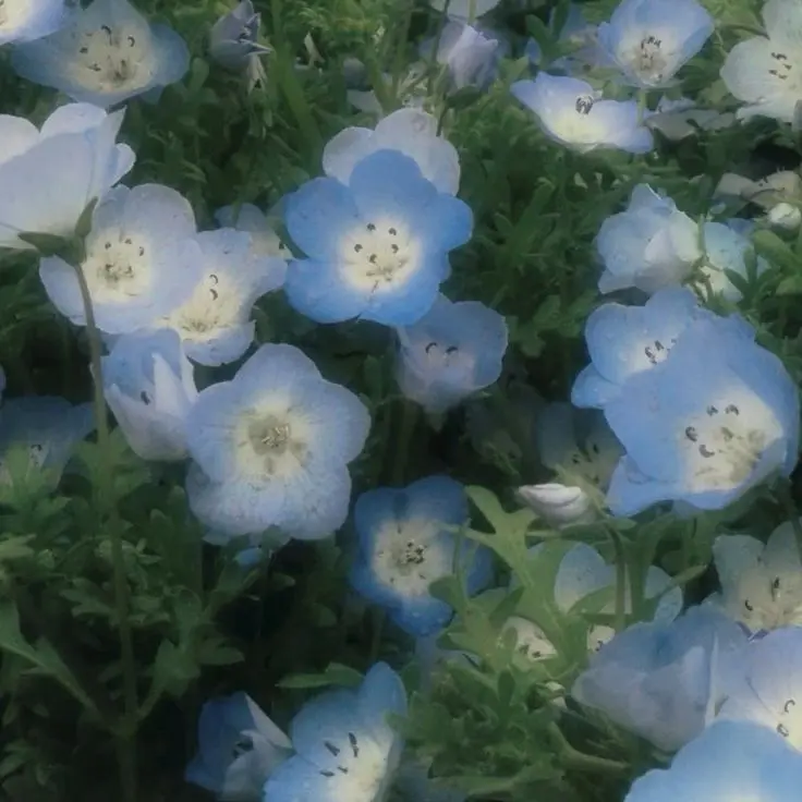 sho_nyan_0210의 ⋈ *。