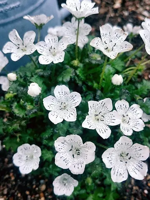 SmellyTear8541의 White violet