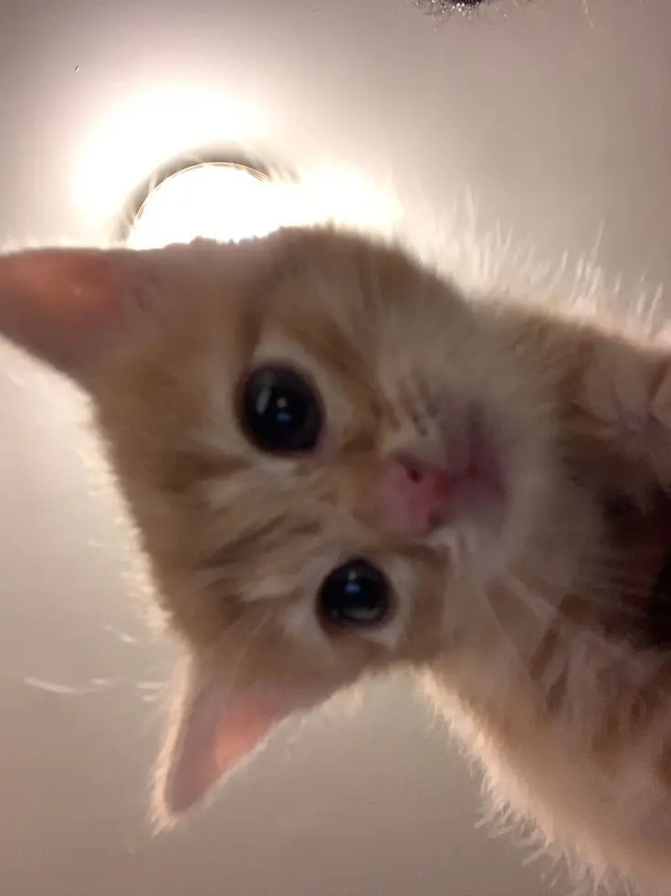Kawaiilaalachan의 아기고양이