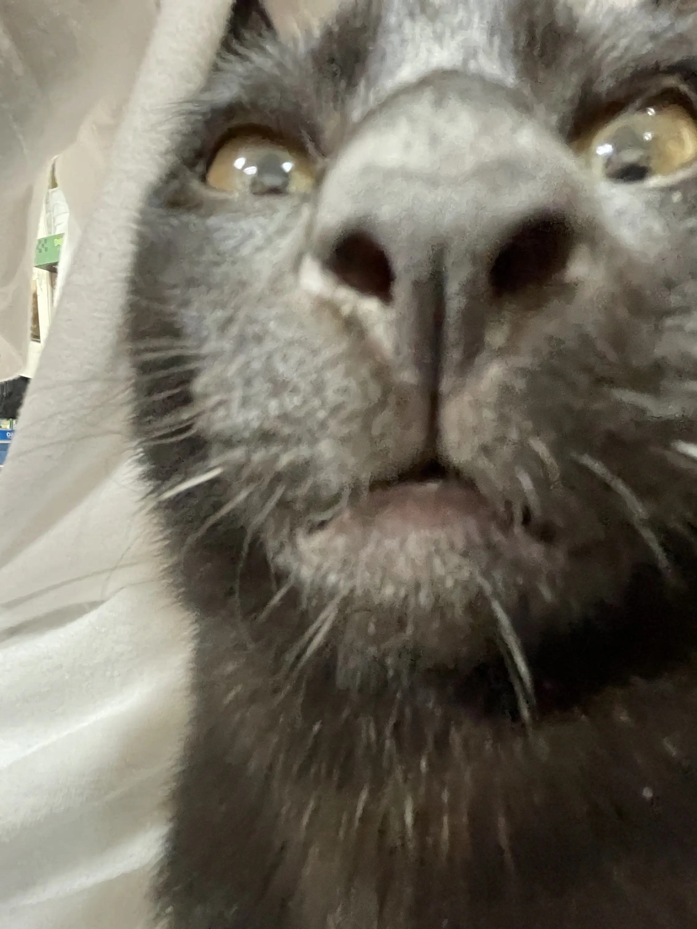 SilverSpice5600의 설탕이🐈