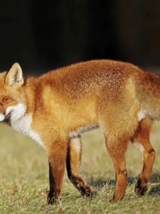 I_LOVE_SINOBU의 🐥꽥탐🐣(👹귀멸의칼날 여우🦊)