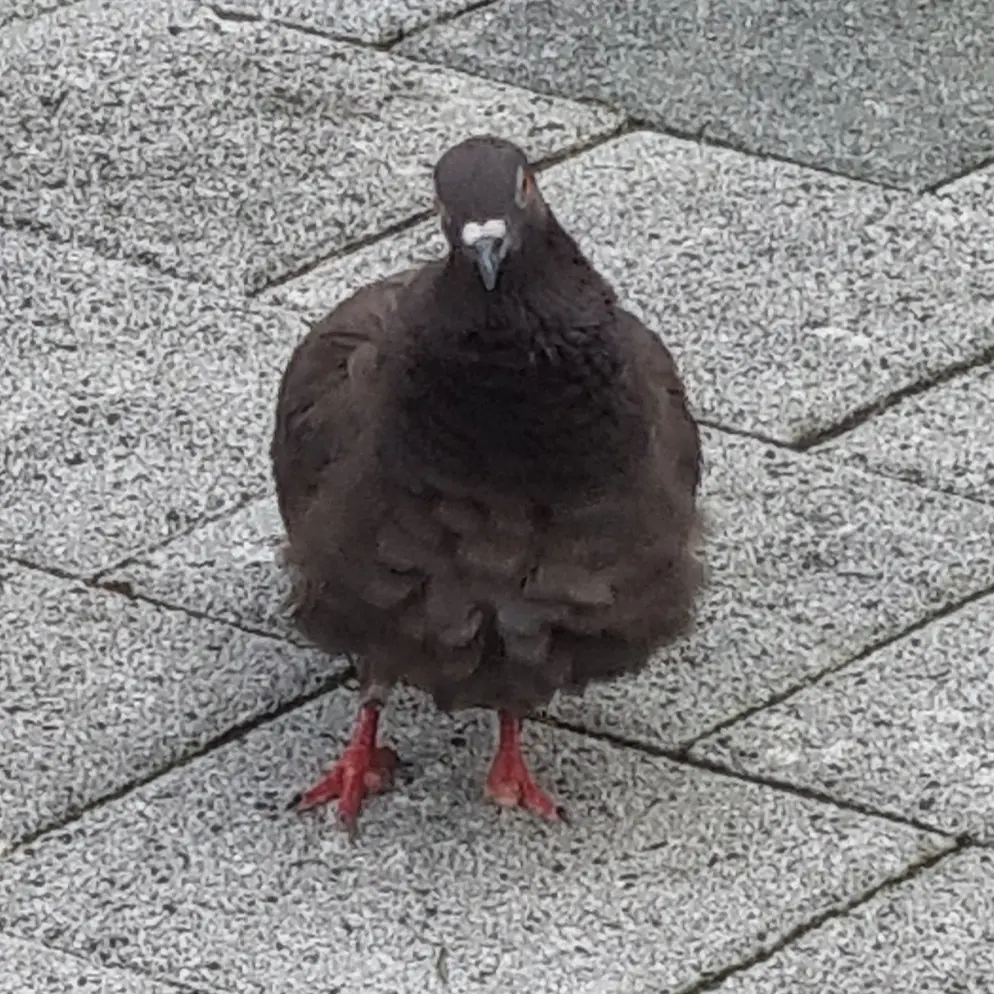 Pigeoncore의 내 동거인은 인성터진 비둘기.