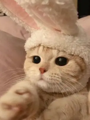 FierceBid4868의 댕댕 컴퍼니