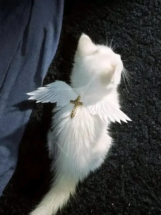 Krsk_ao73의 初めまして、飼ってください。