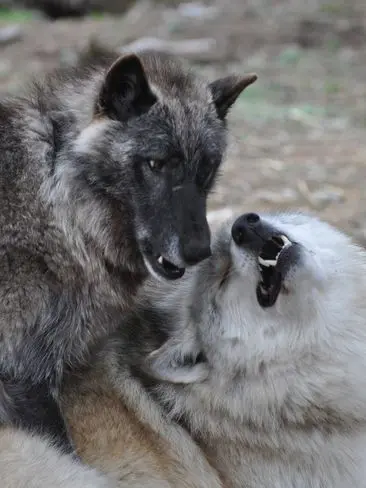 82M의 Dispersal Grey Wolves