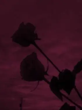 Pome_ranian의 花吐き病