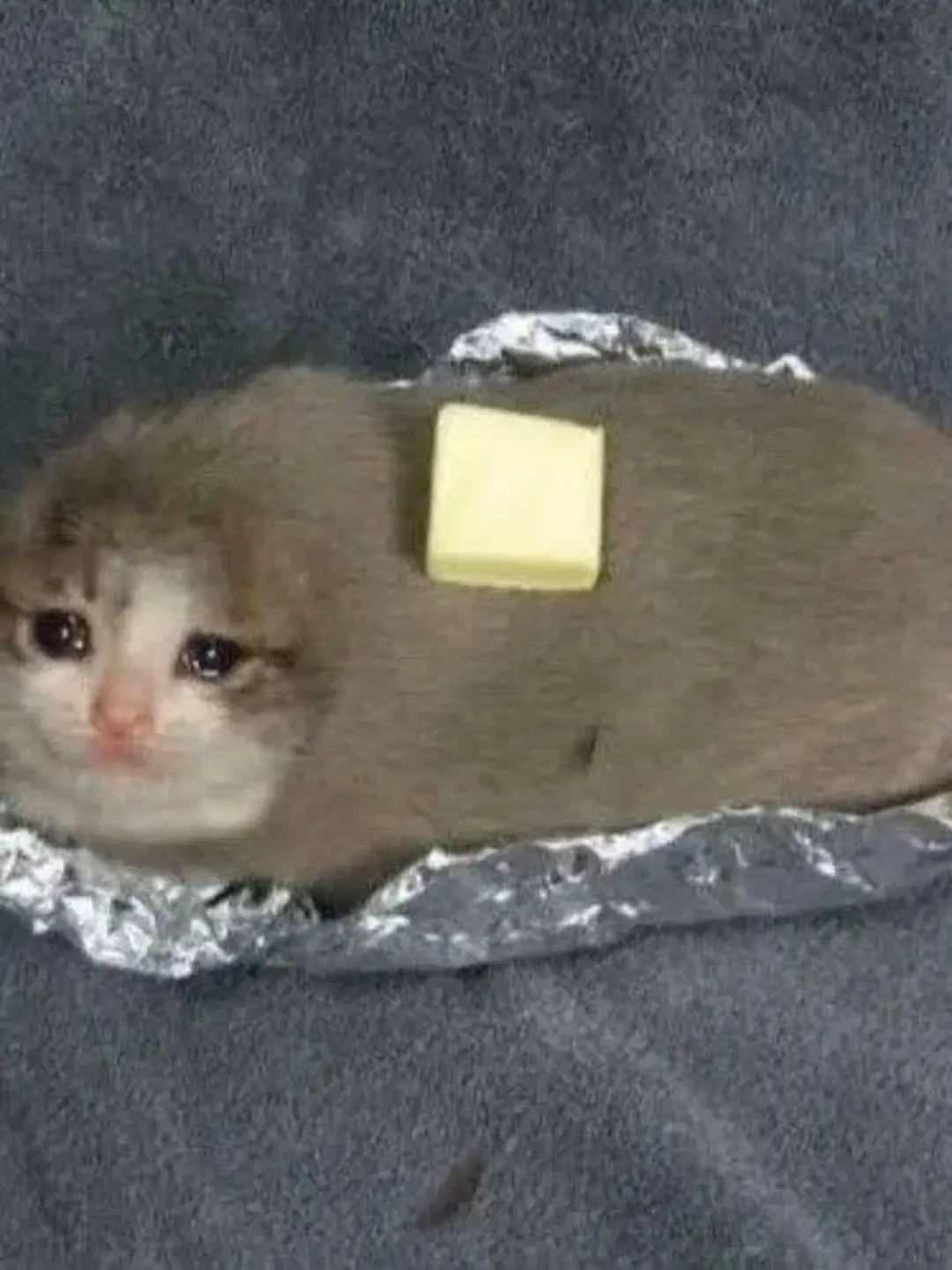 CostlyFort5400의 메인들 워터파크+여우