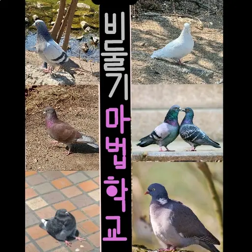 NuttyCrest2388의 비둘기 마법학교