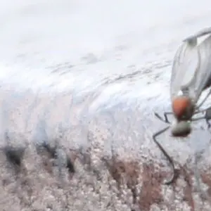 WarmCoati0238의 러브버그