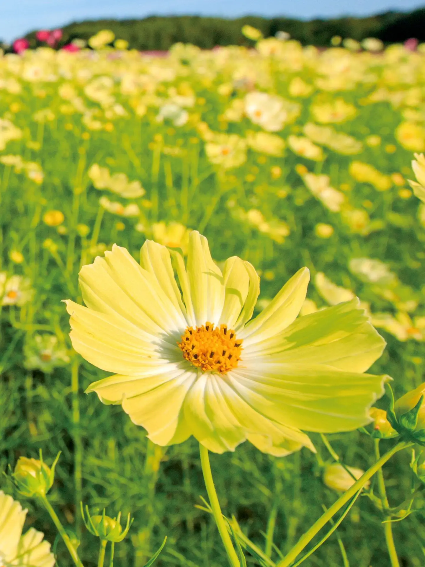 DearFez8183의 あなただけの心の花が咲く時