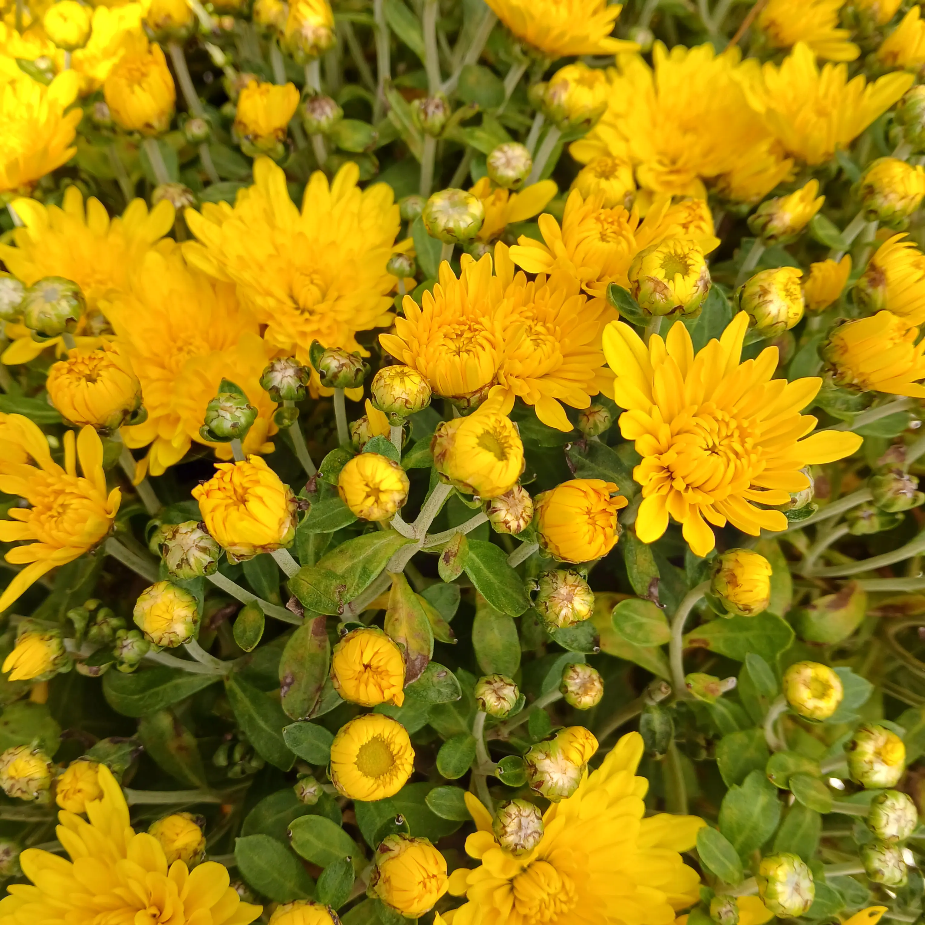 C1u2t3i4e의 •.*메리즈*.•