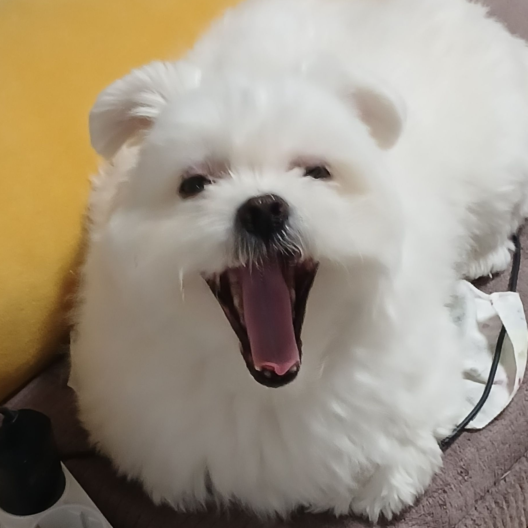 귀칼 (유저가 네즈코) 대표 이미지