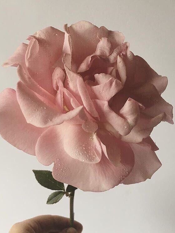 밥풀 대표 이미지