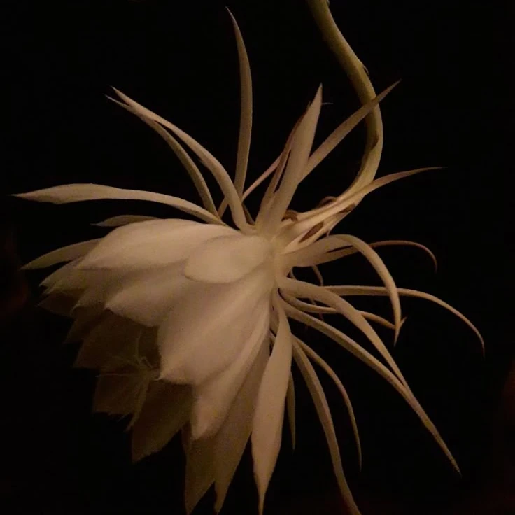 華燭