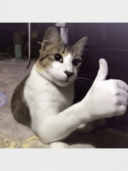 고양이 대표 이미지