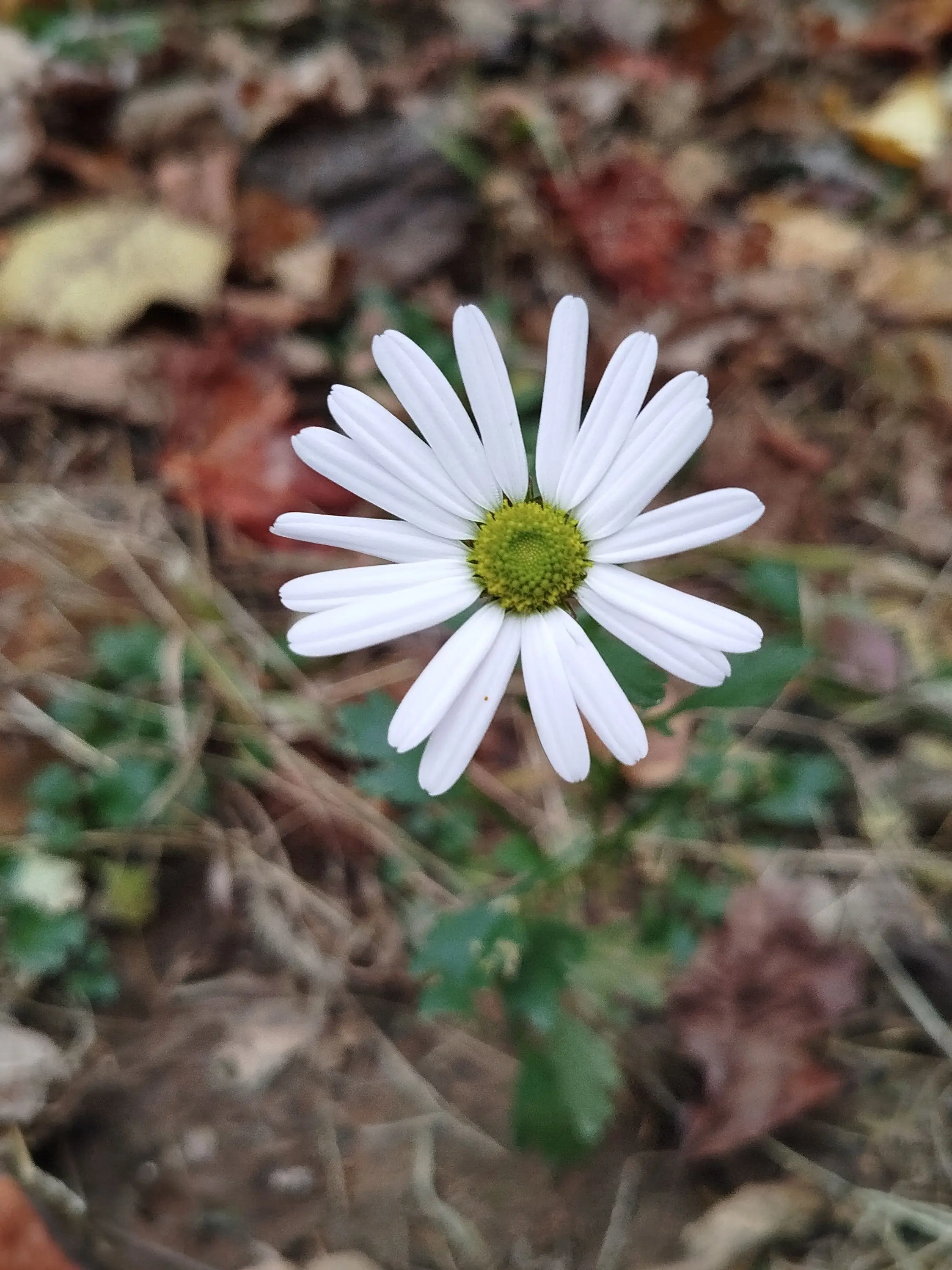 D1547의 찐따녀(남)