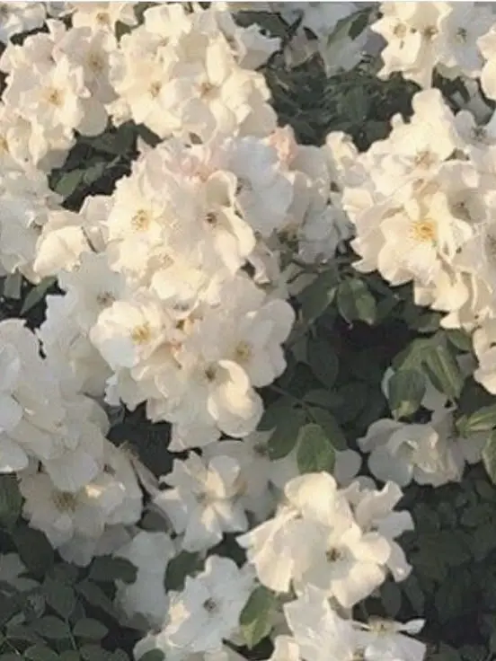 chvn._1의 鳴海 弦