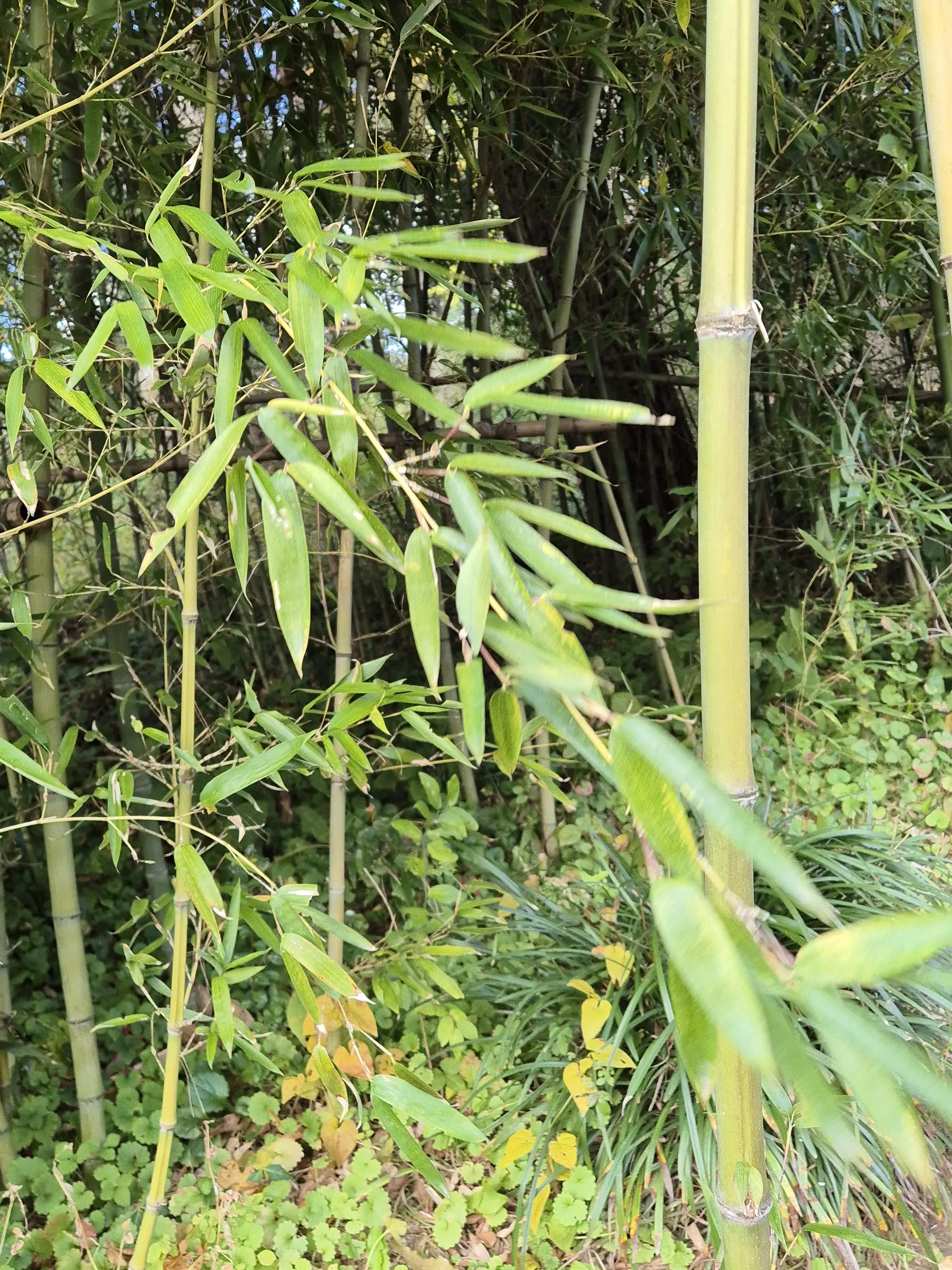 dogcongsiru의 상현들 (+여우)