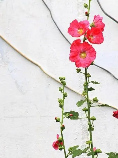 JulianaSV_9의 혼자 있게 해서 미안하다네.