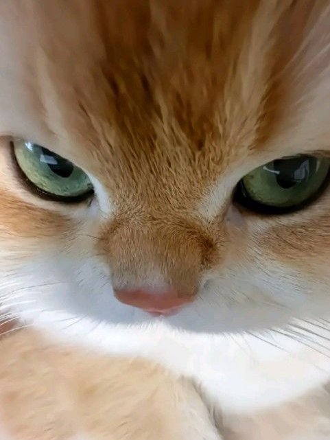 치즈 대표 이미지
