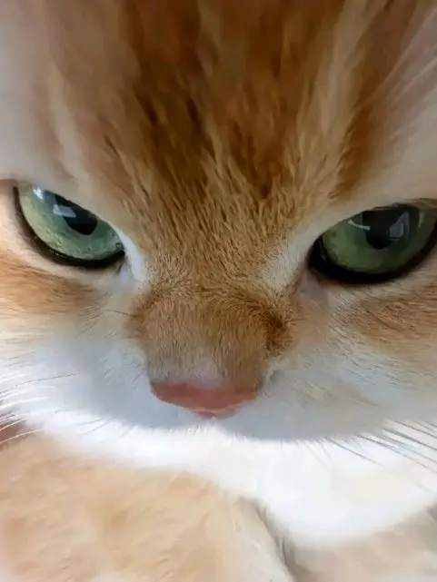 watermelon_CAT_Puddingcat의 치즈