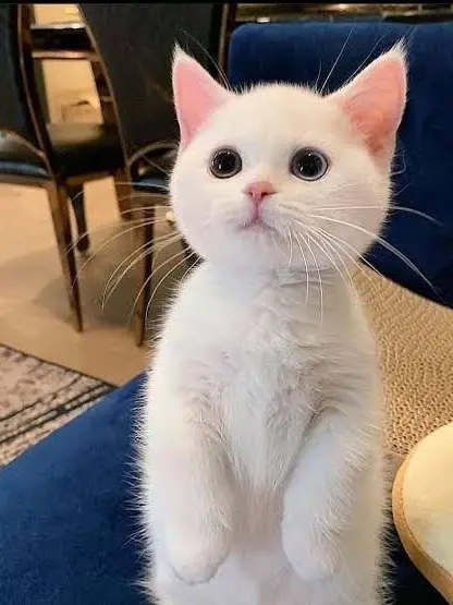 Seraphina94의 Your Sanemi’s Cat