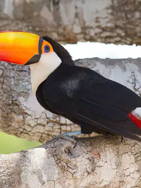 EasyXeme2817의 투칸이가 상자에 갇혔다??